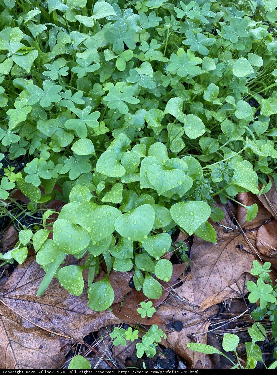 A Burst of Green in the San Francisco Woods