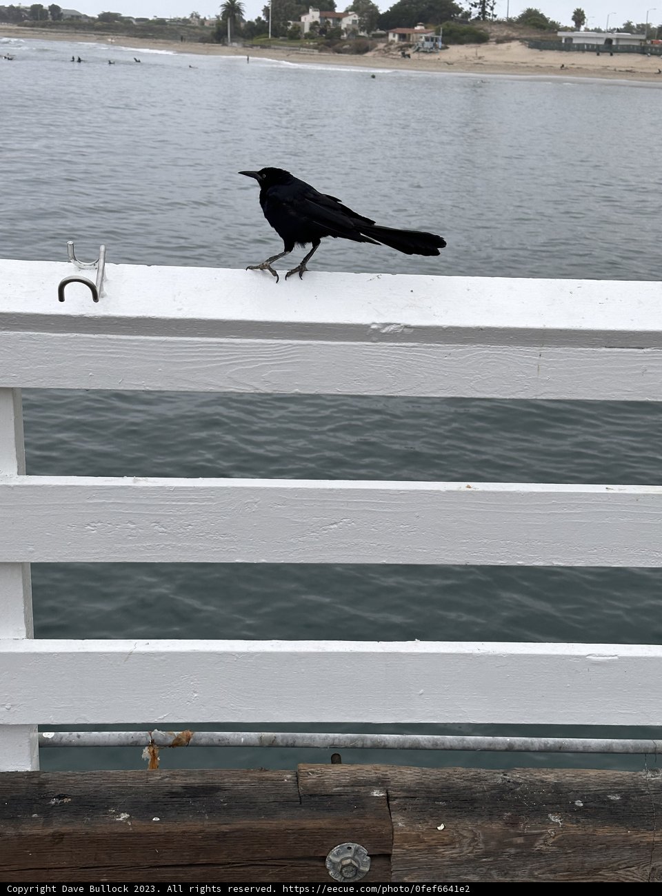 The Blackbird's Solace
