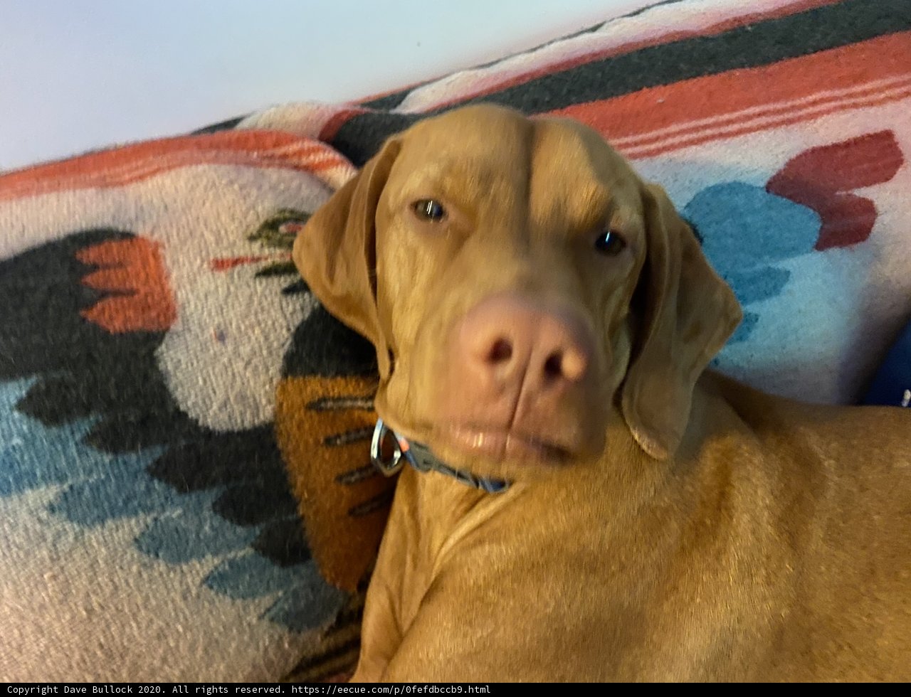 Cozy Canine on a Couch