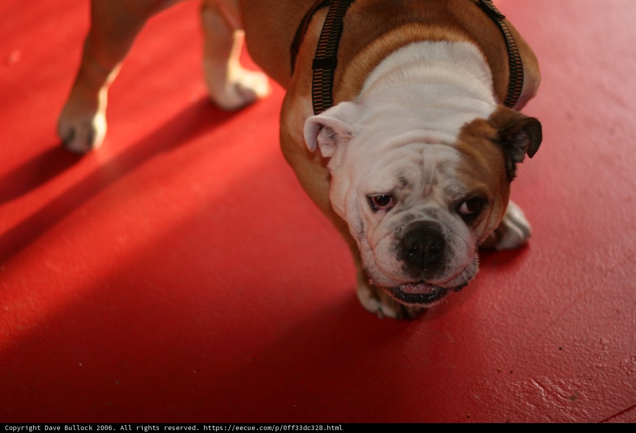 Regal Bulldog
