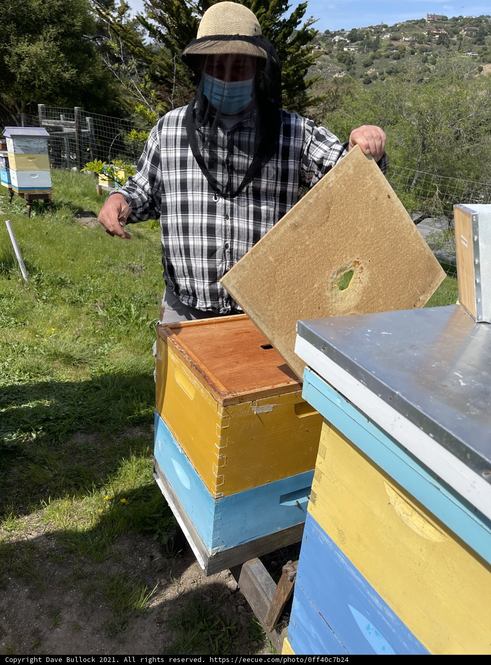 Beekeeping in Carmel