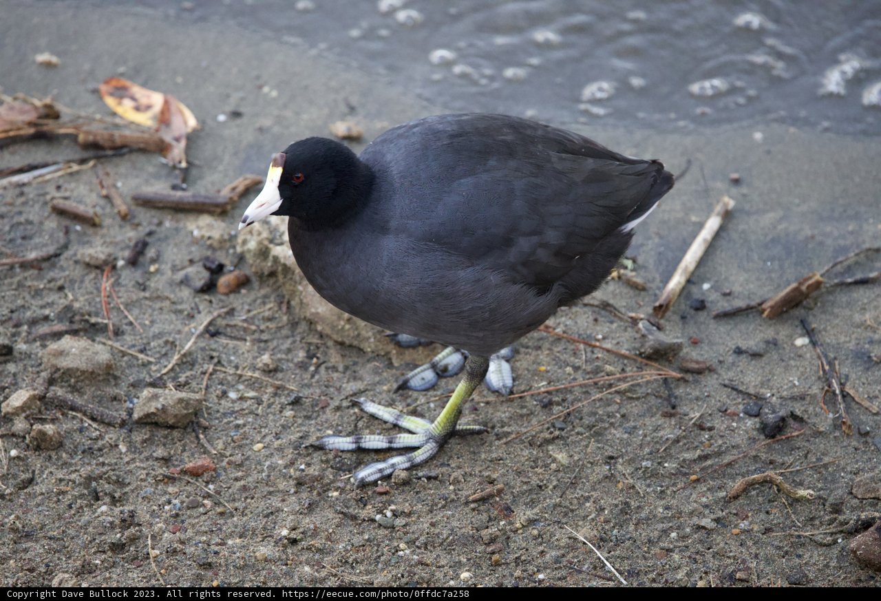 An Encounter with the Black-crowned Denizen of Lake Merced
