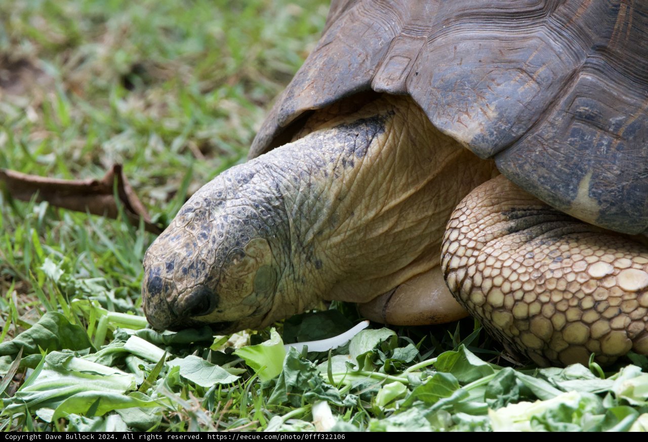 Gentle Giant of the Honolulu Zoo