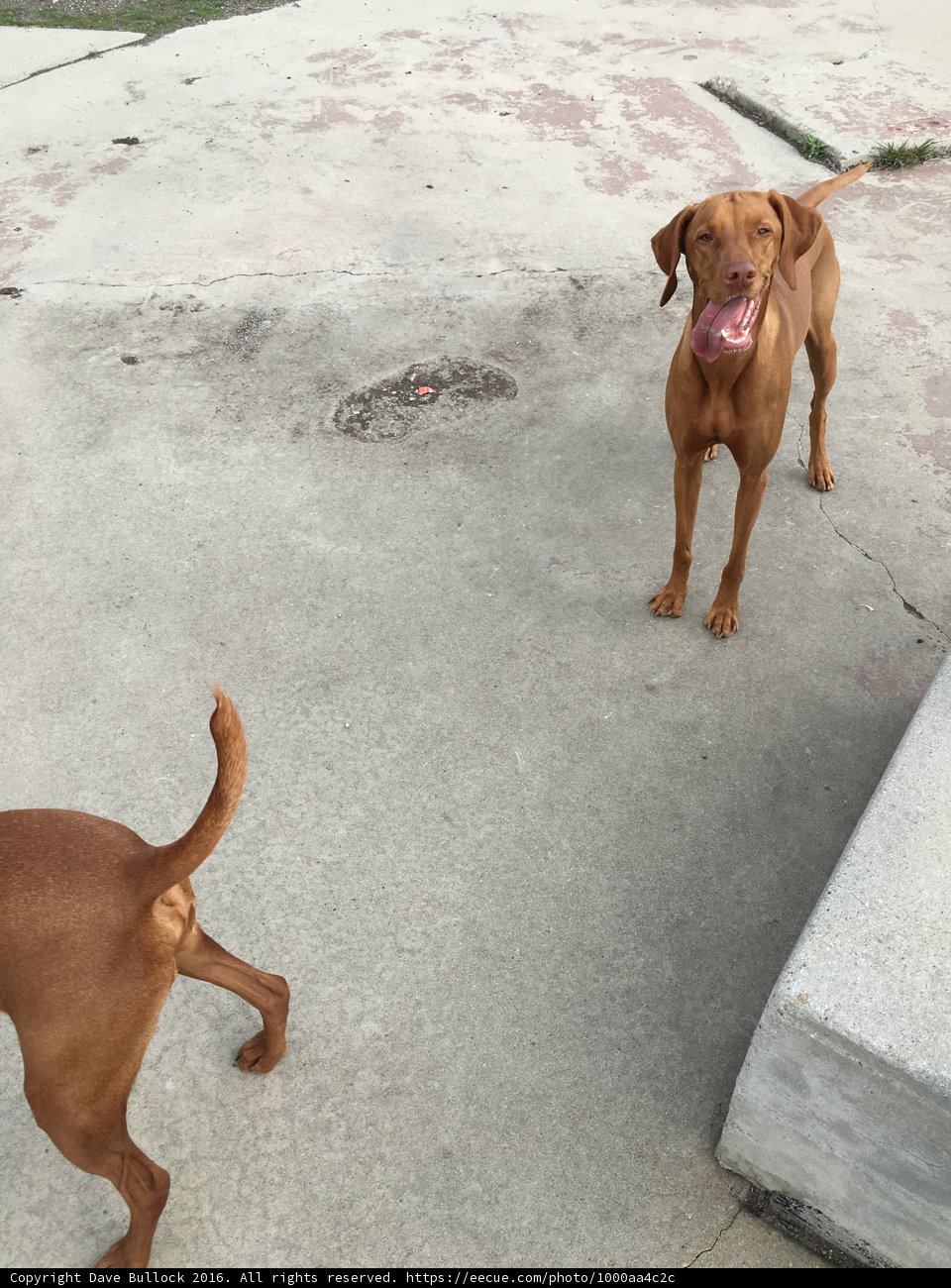Two Canine Companions