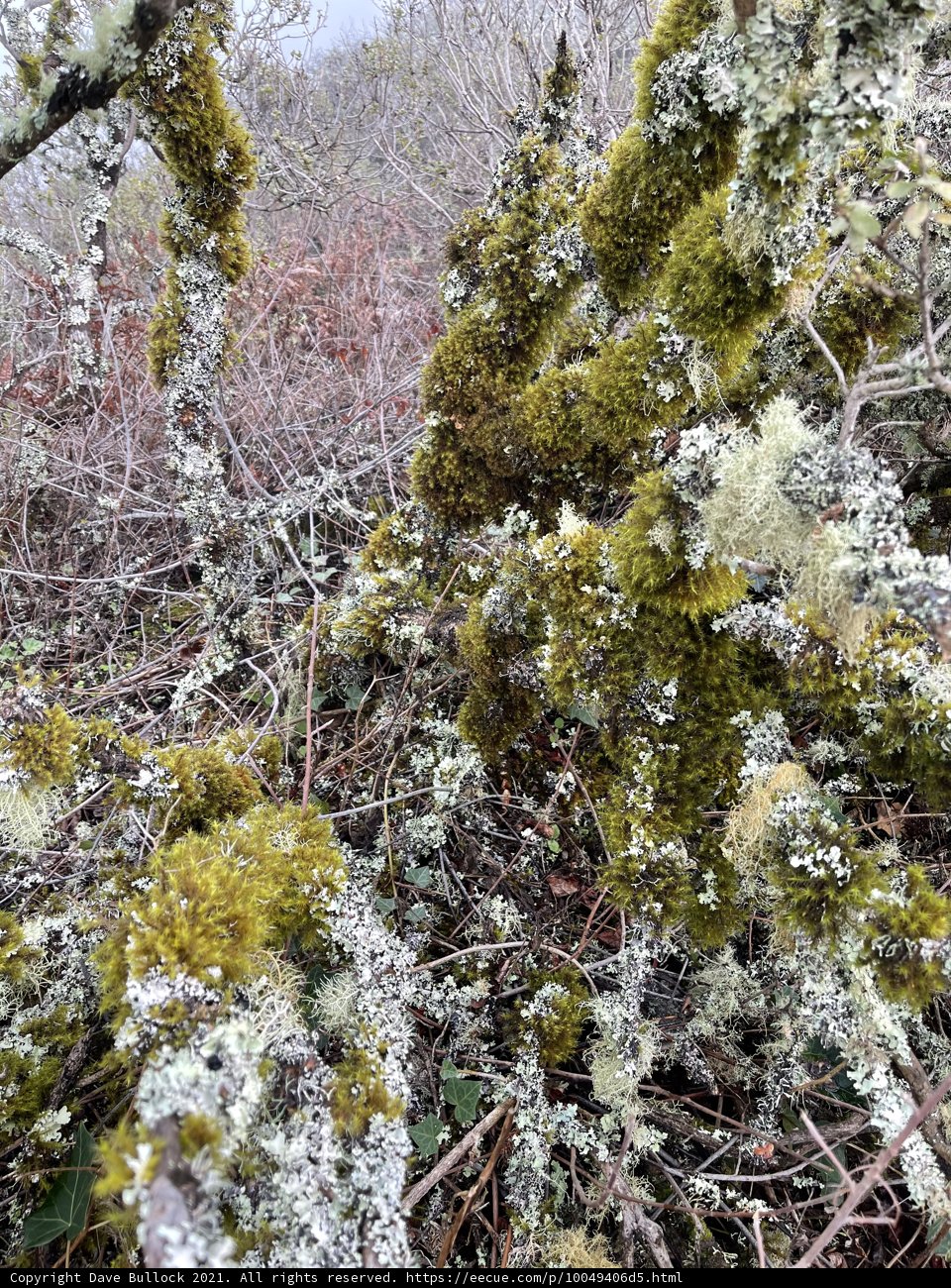 Mossy Wonderland in the Marin Headlands