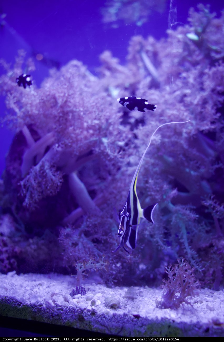 Ethereal Underwater Beauty at Golden Gate Park