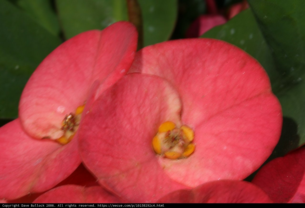 Pink Begonias and Geraniums