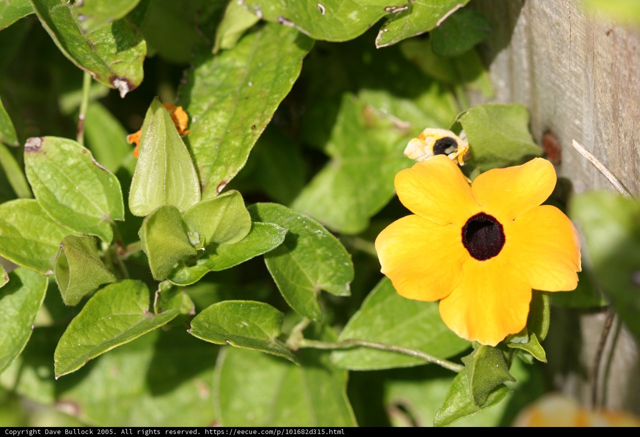 Bumblebee and Anemone Flower