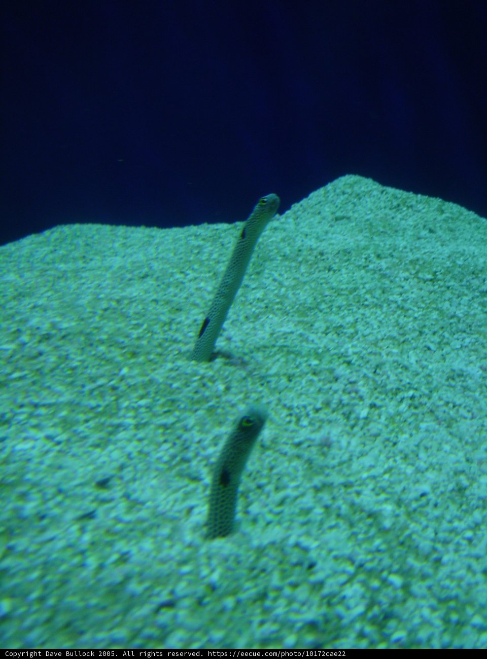 Aquatic Life in the Sand