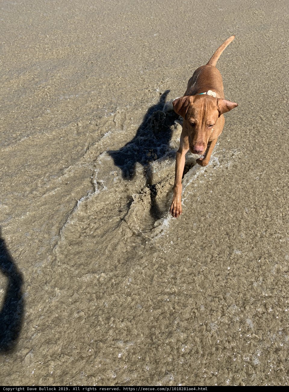 Sand, Sea, and a Sprinting Hound
