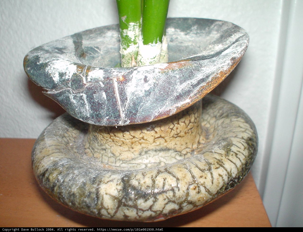 Serenity in a Vase