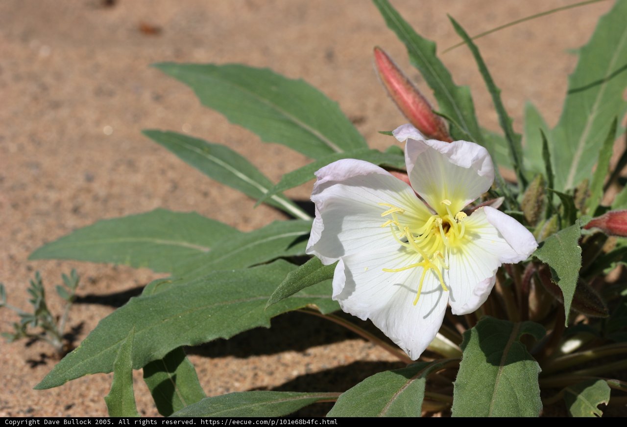 Sunny Lily in the Sand