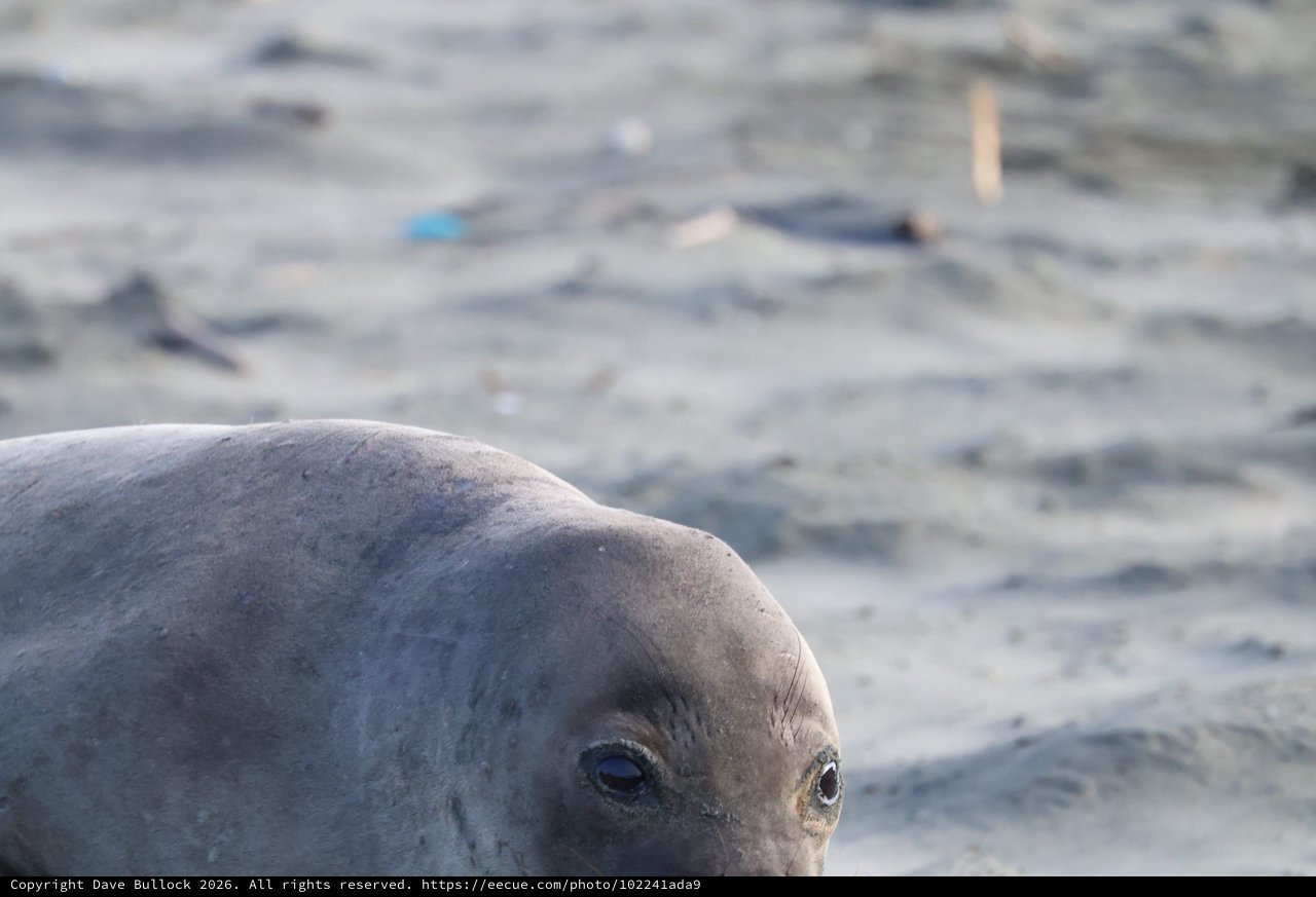 Close-Up Portrait of Elephant Seal Pup at Beach
