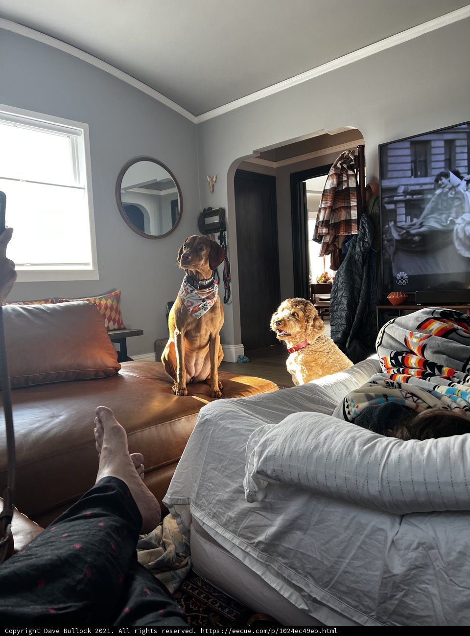 Man's Best Friend on a Cozy Bed