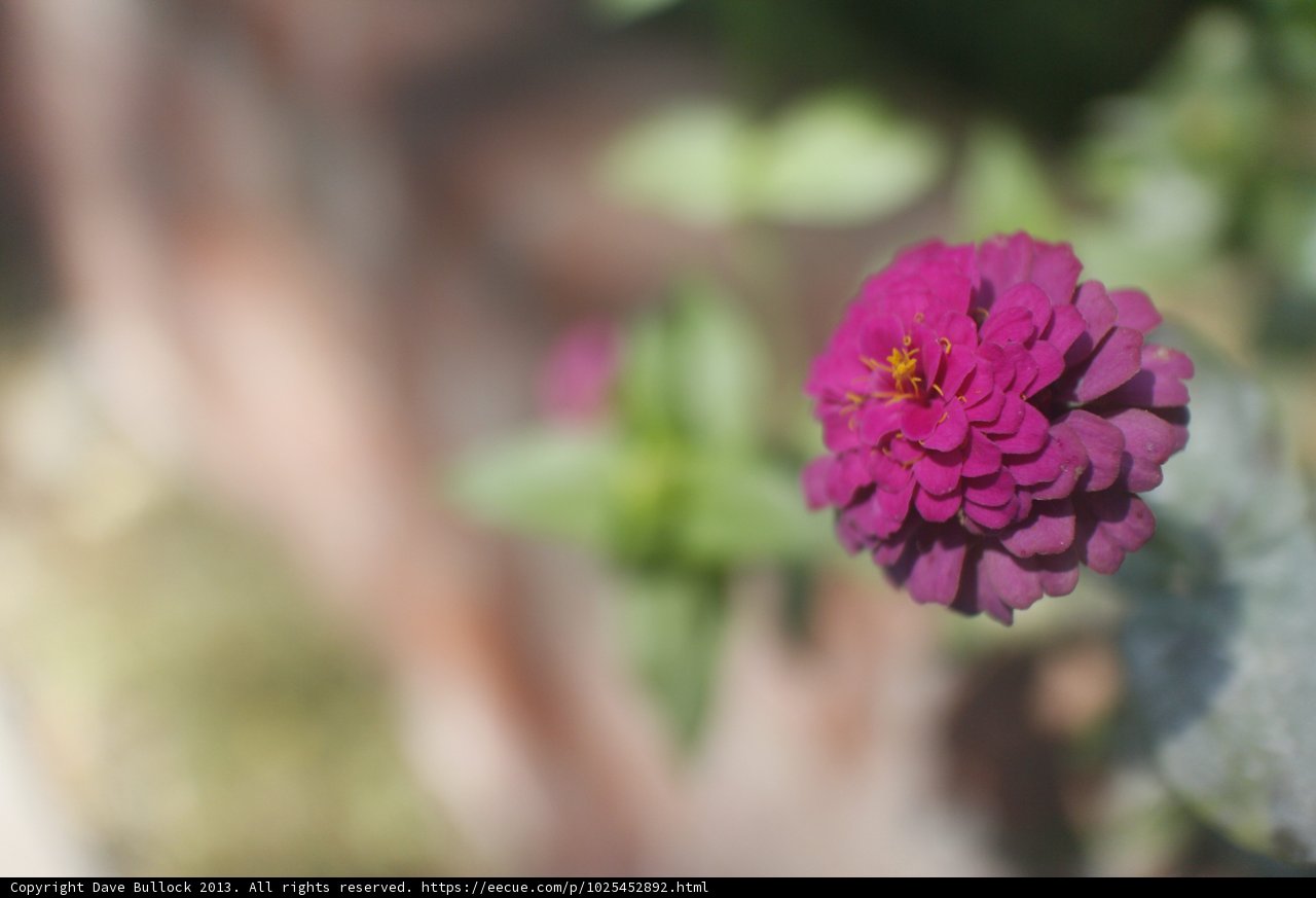 Vibrant Dahlia Blossom