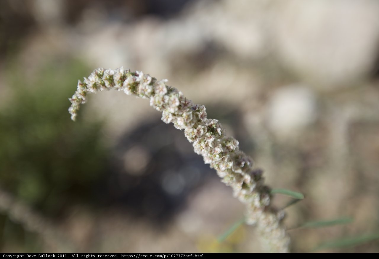 Blooms in the Chill