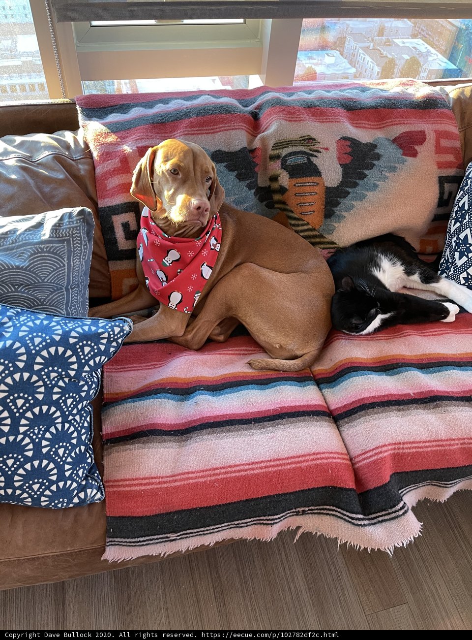 Furry Friends on the Sofa
