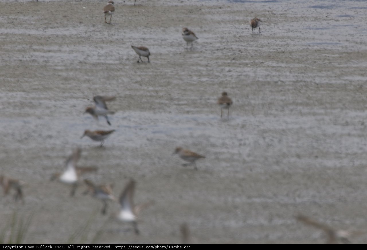 Wings Over San Pablo Bay