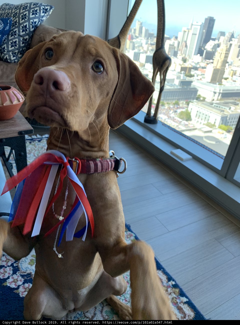 Patriotic Pup
