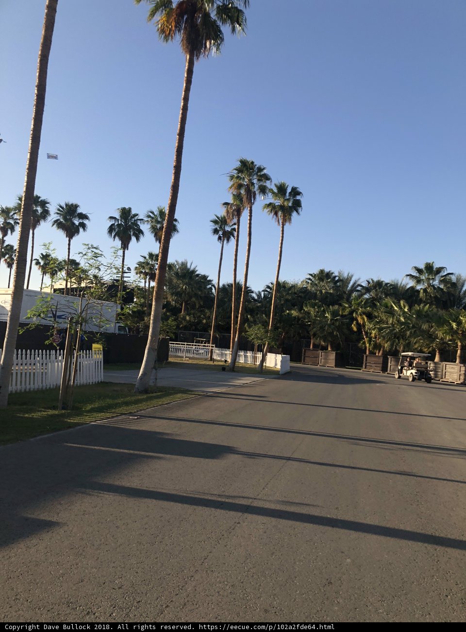 Summer Vibe on a Palm Tree Lined Street