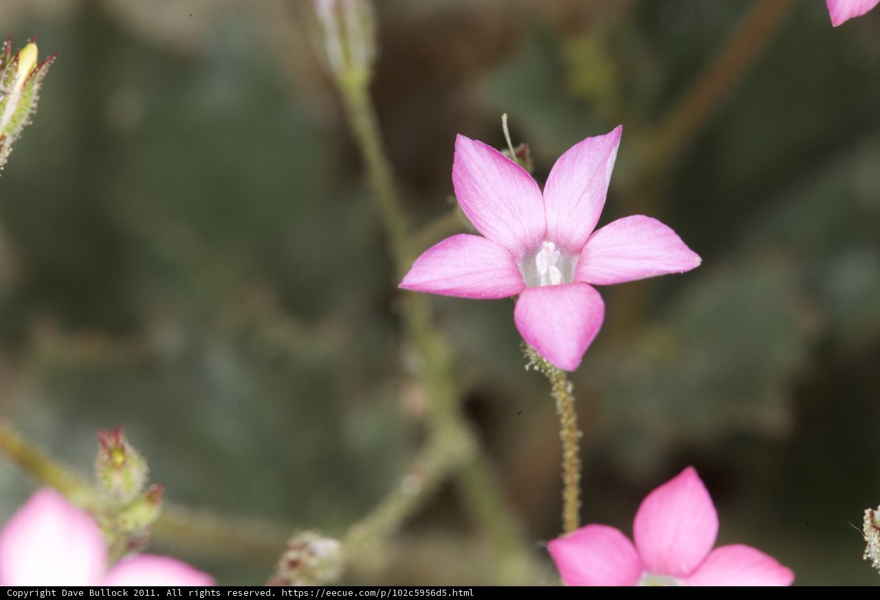Vibrant Geranium Flower with Green Leaves