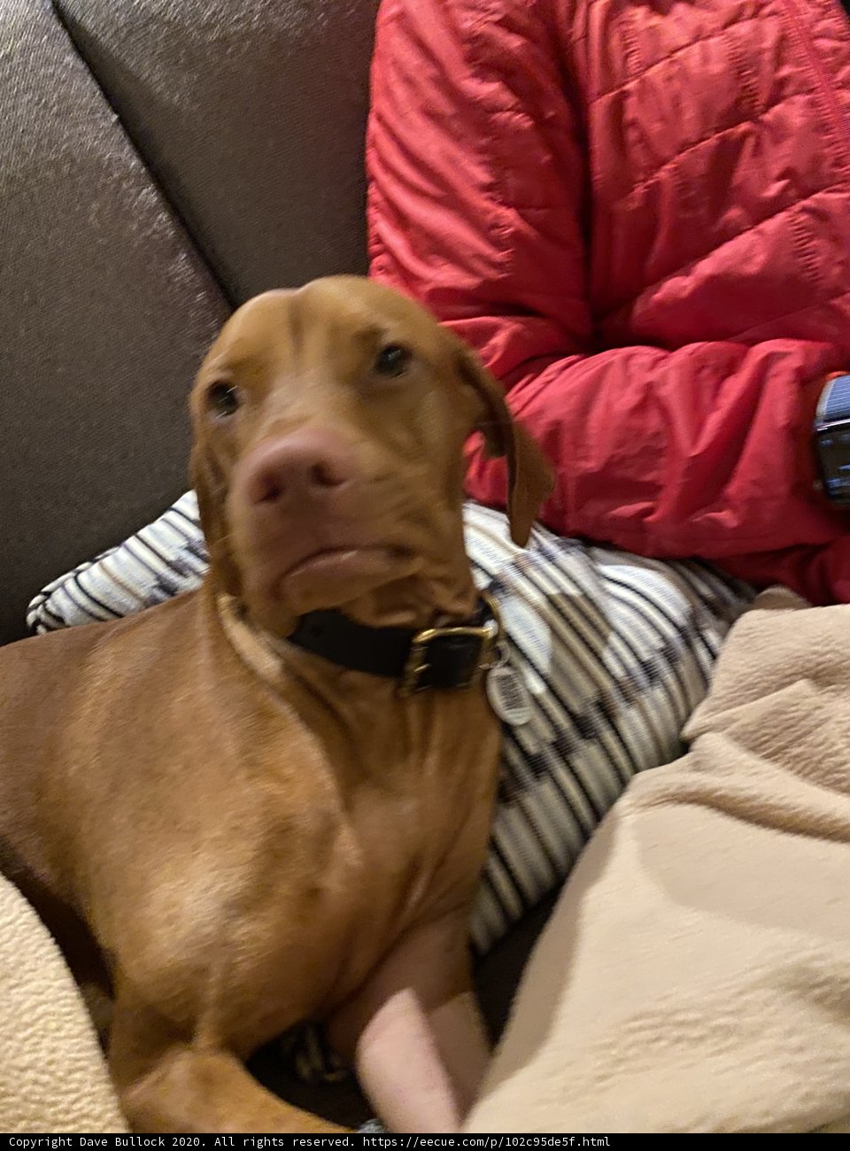 Cozy Dog and Friend on the Couch