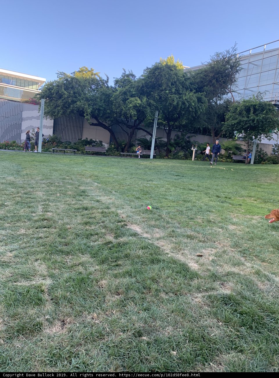 Frisbee Fun in the Grass