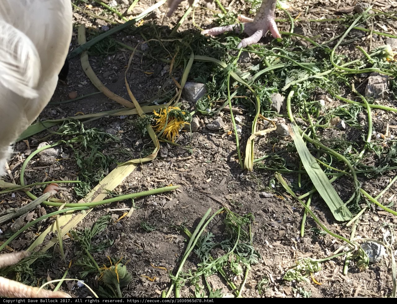 Clearing Out the Weeds