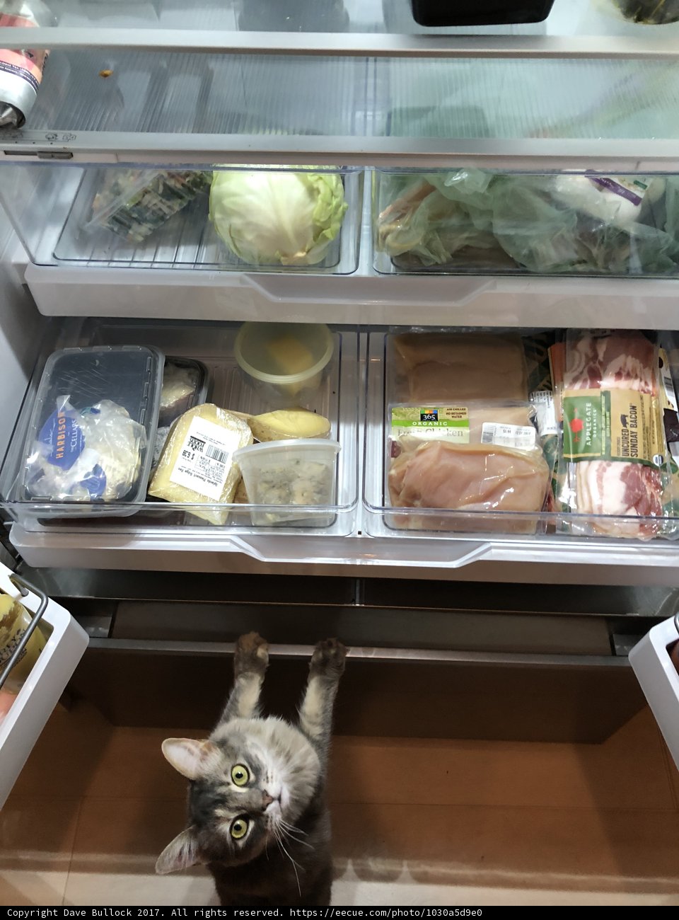 Curiosity Caught in the Fridge