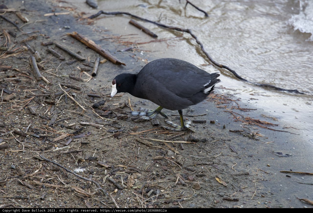 An Encounter with the Riverside Bird