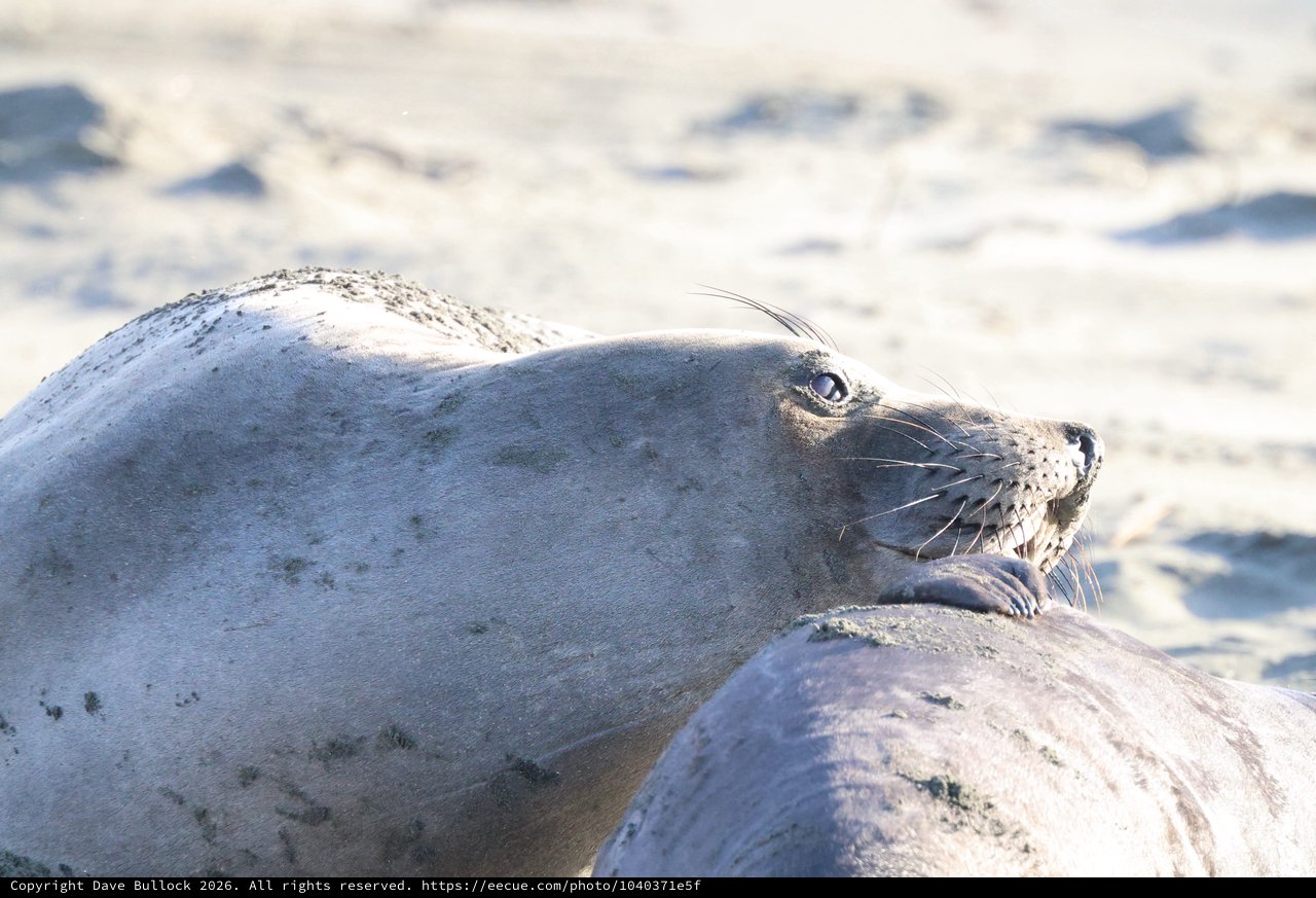 Elephant Seal Pup Resting on Sandy Beach