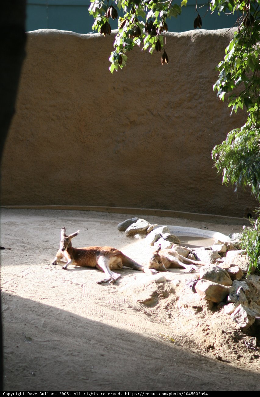 Resting Giraffe in Natural Surroundings