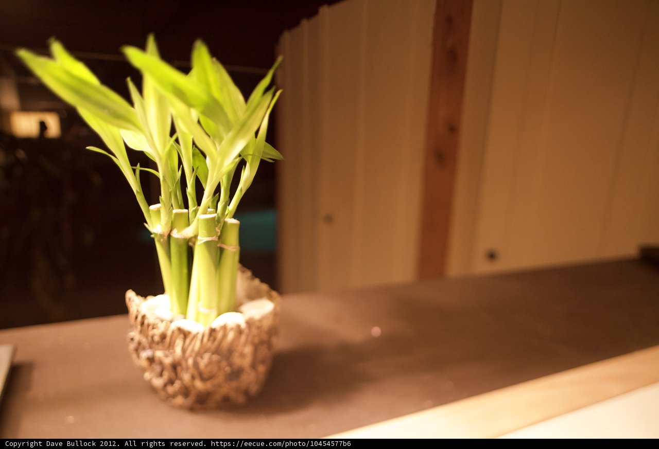 A Lush Lemongrass Plant