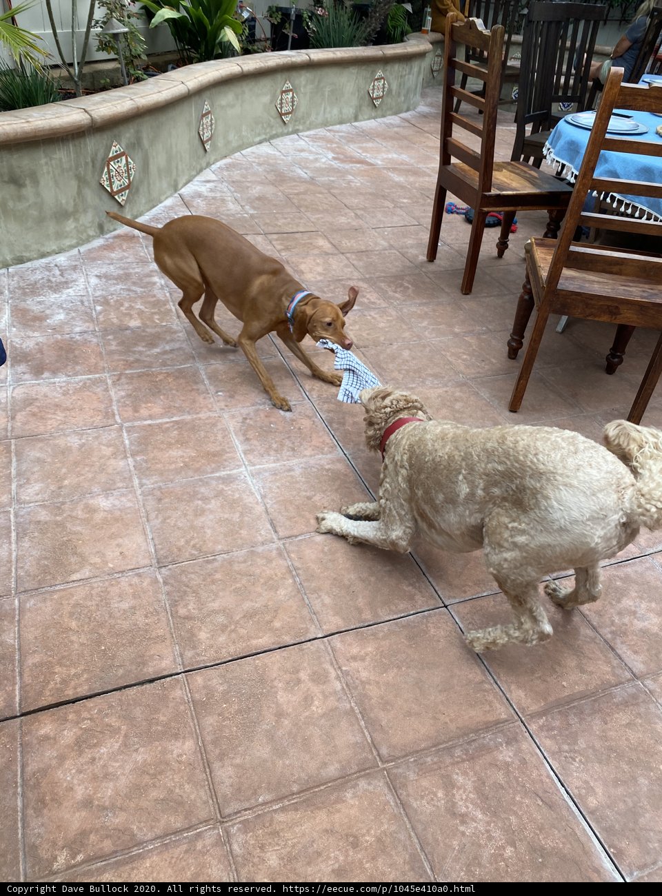 Doggie Playtime on the Flagstone Patio