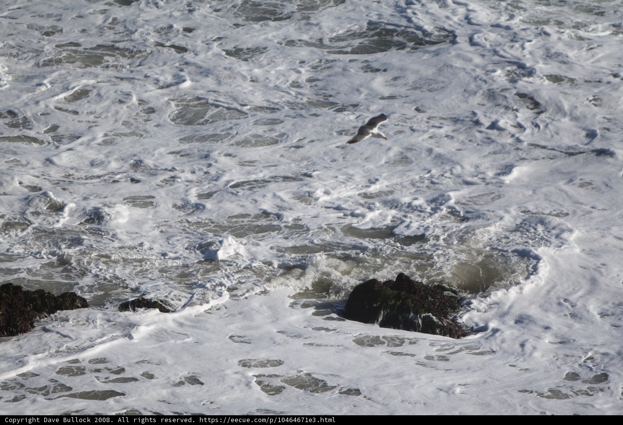 Majestic Flight over the Rolling Waves