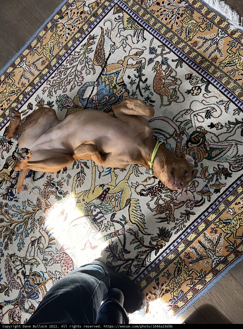 Cozy Companions