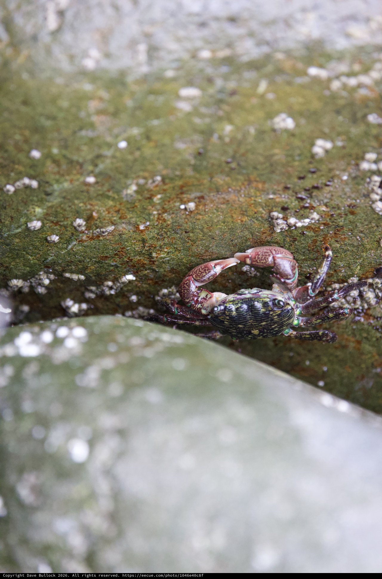 Shore Crab Clings to Algae-Covered Tidal Rock