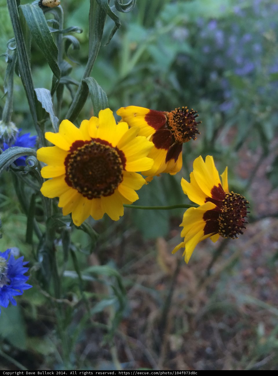 Vibrant Yellow and Red Blooms with Blue and Green Foliage