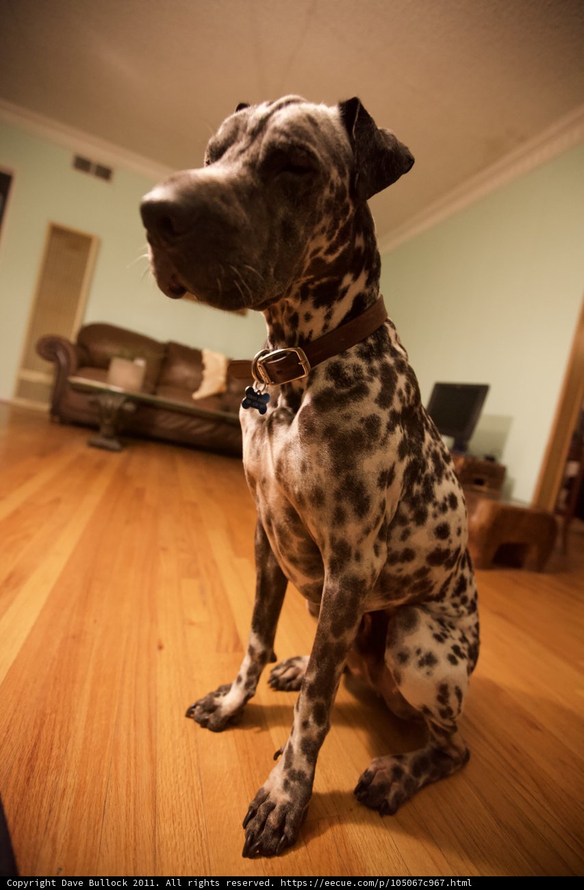 A Dog's Best Friend - Hardwood Flooring