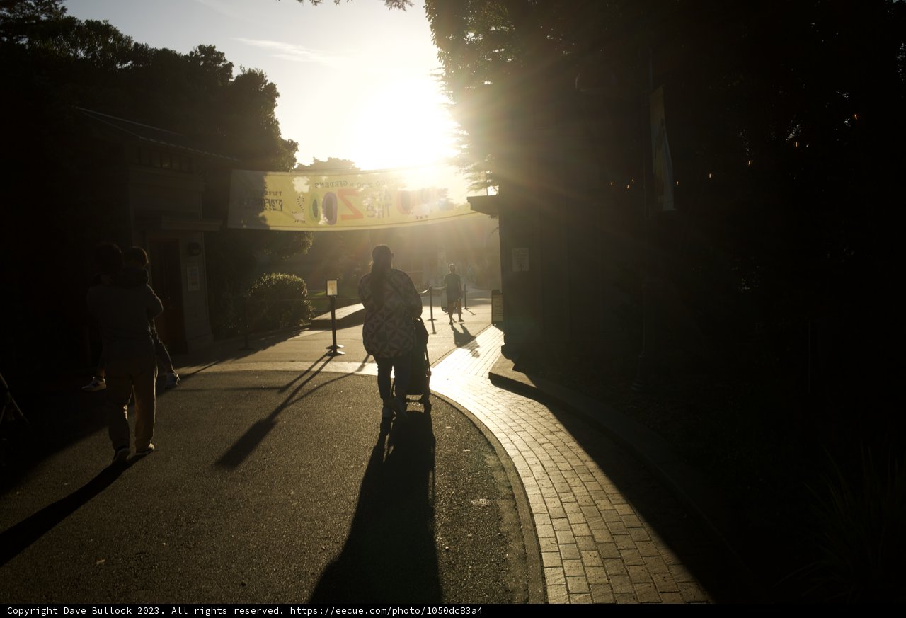 The Urban Wanderer
