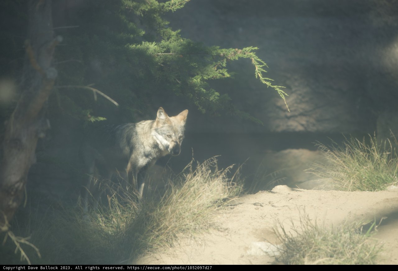 Lone Wolf at SF Zoo