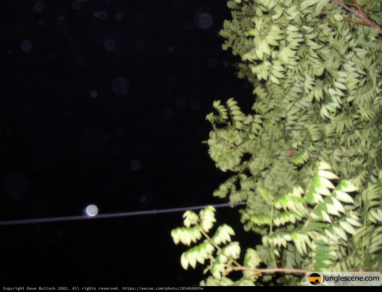 Nighttime Foliage and Wire