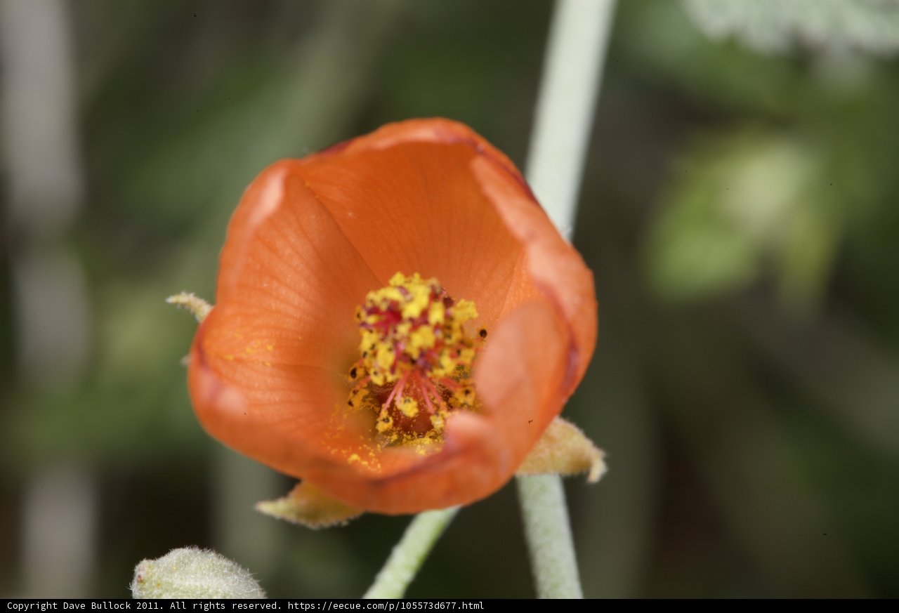 Radiant Orange Bloom