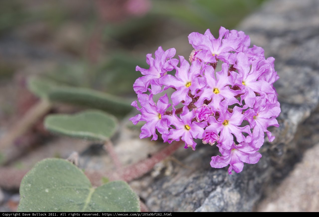 Purple Geranium Flower on a Rock