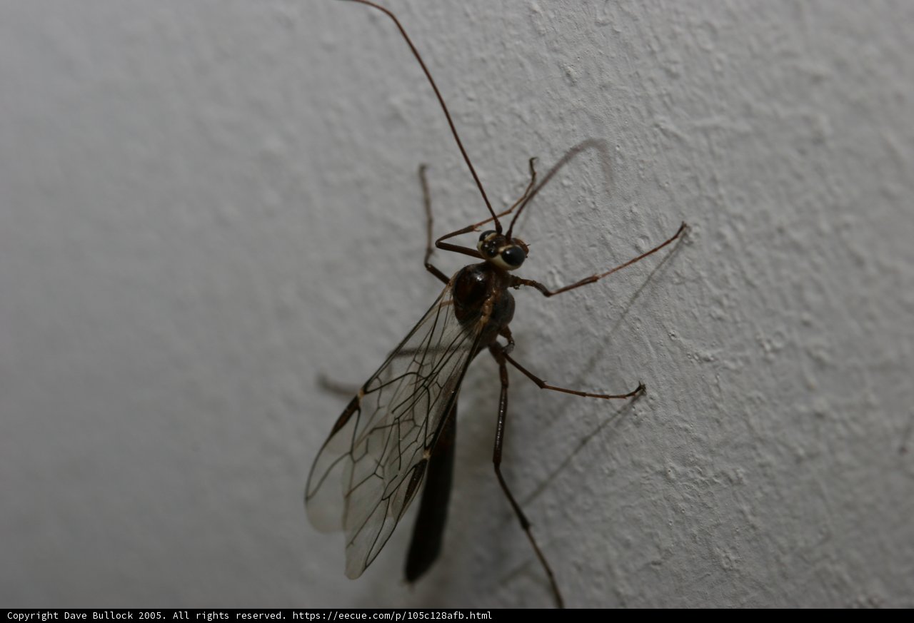 The Long-Legged Wasp on the Wall