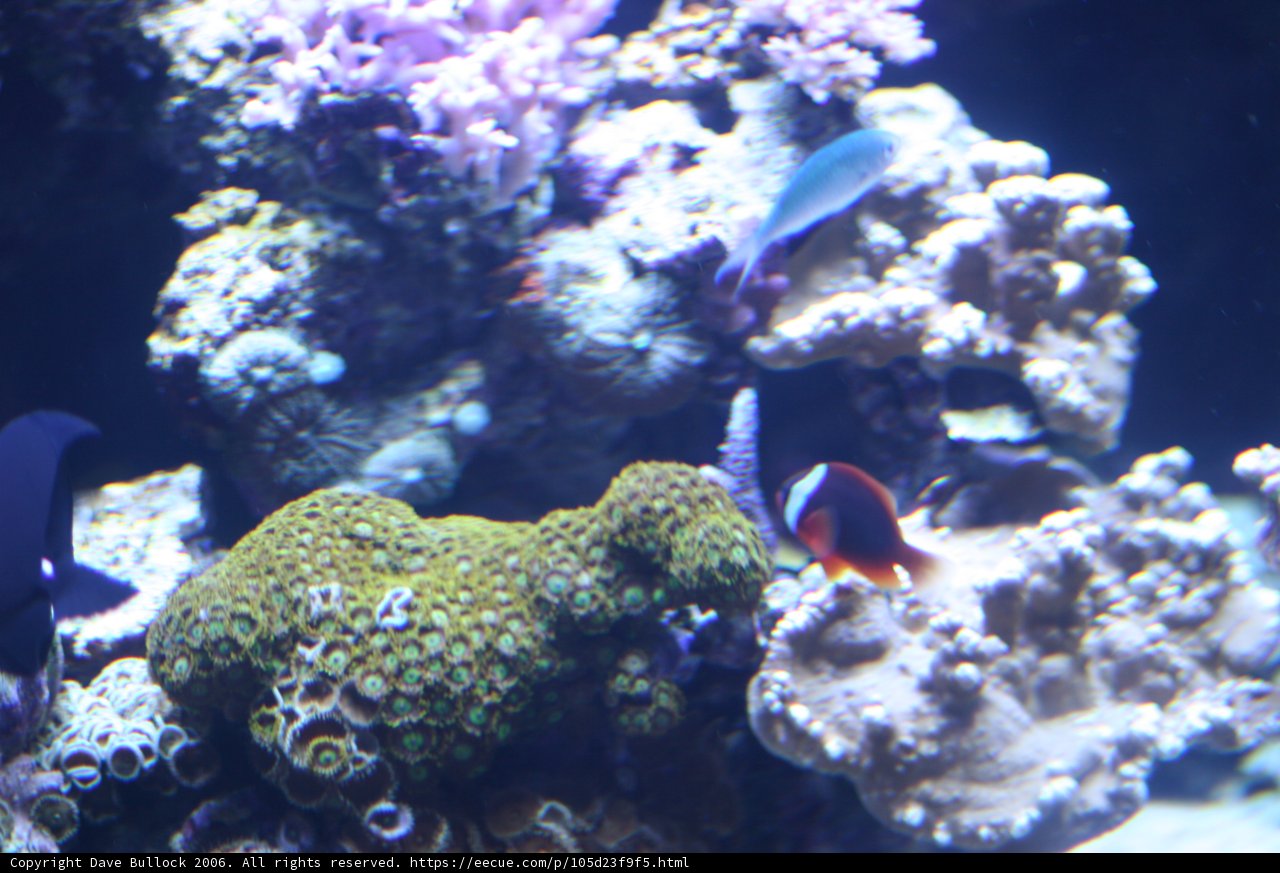 Beautiful Clownfish in a Coral Aquarium
