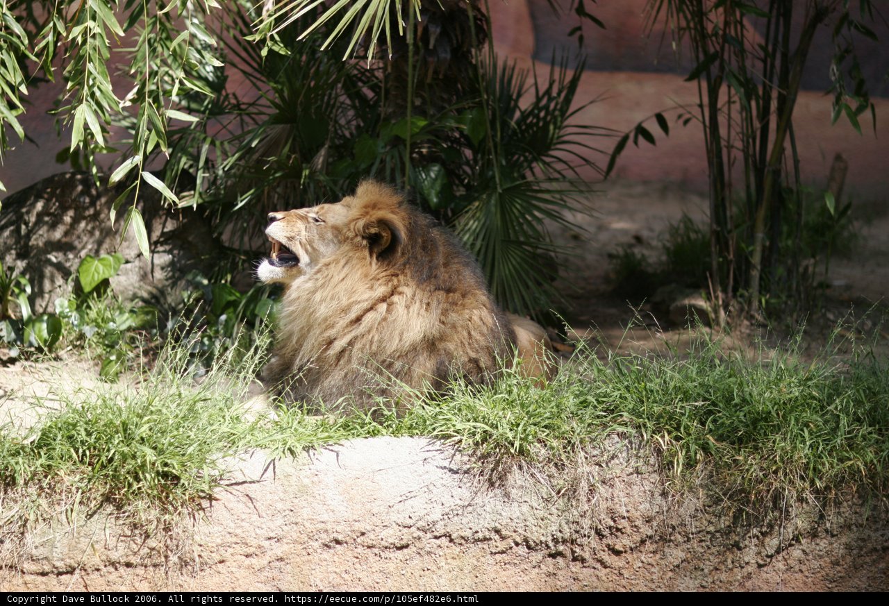 The Mighty King of the Jungle