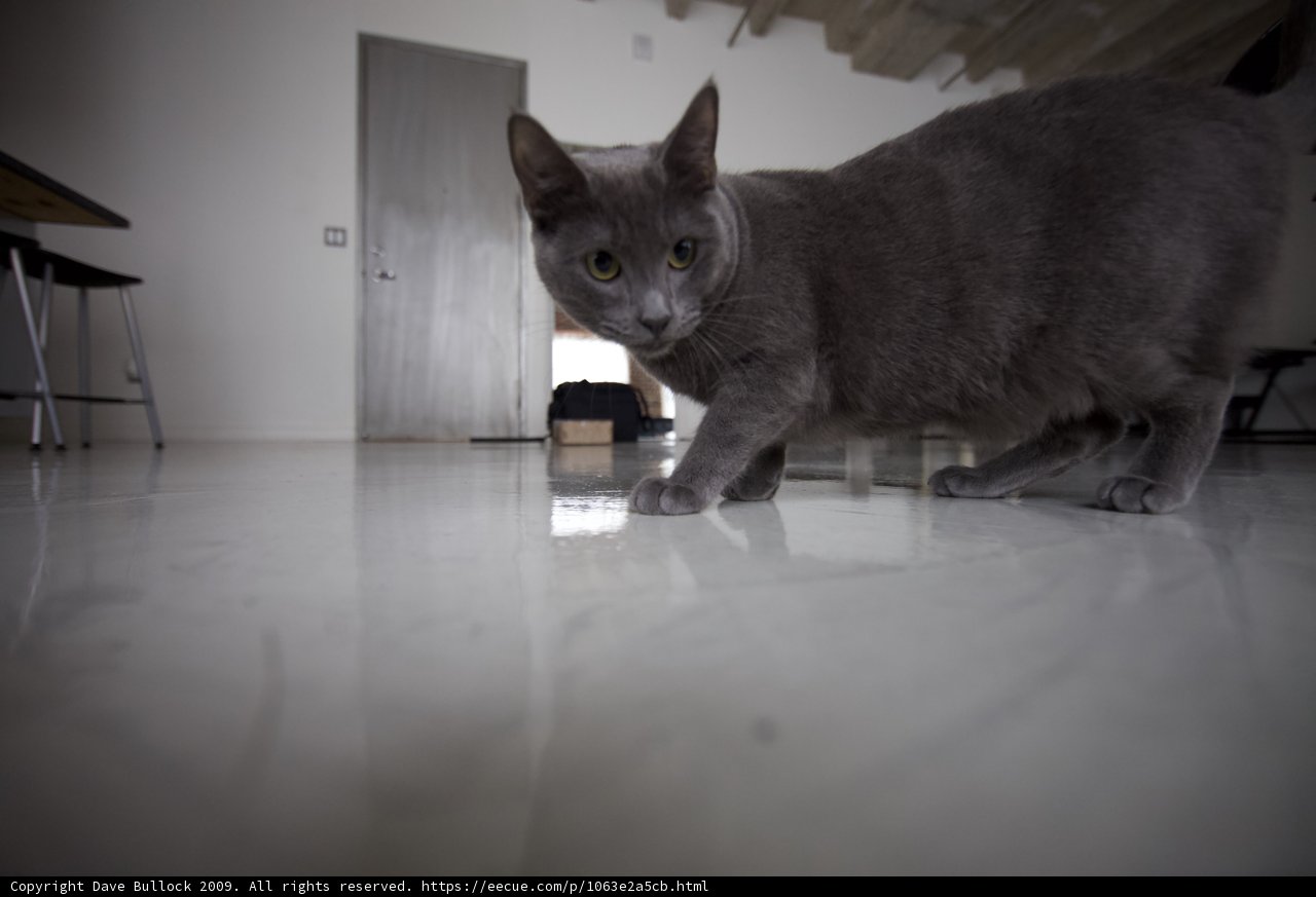 Gray Cat Takes a Stroll on Hardwood Floors
