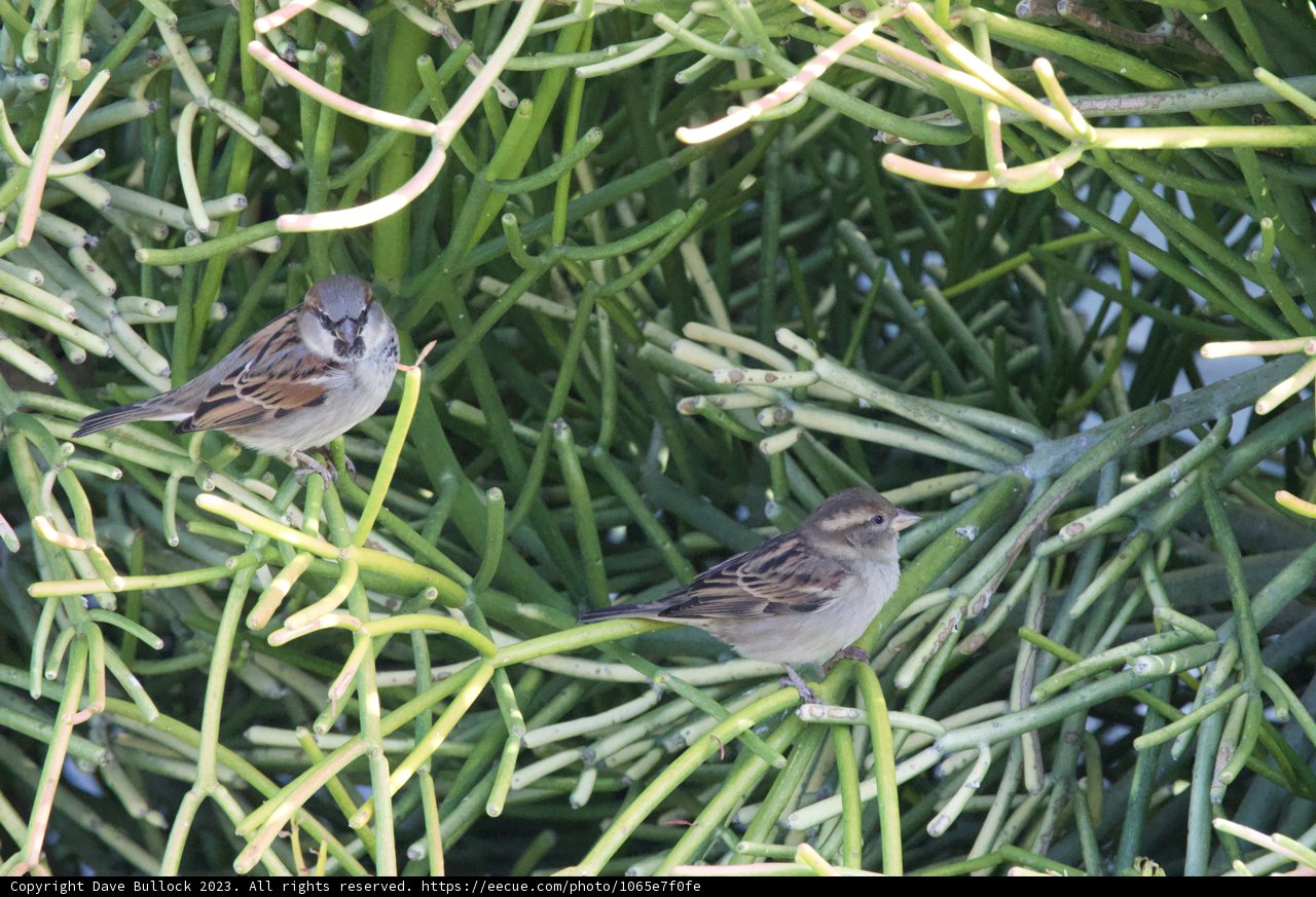 Sparrow Duo in El Sereno