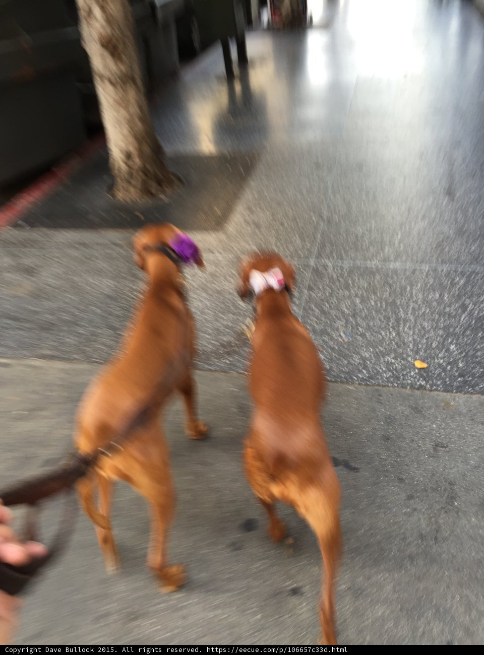 Two Dogs Taking a Stroll in Los Angeles